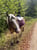 Horse ad