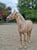 Annonce cheval