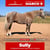 Horse ad