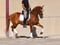 Annuncio cavallo