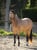 Horse ad