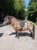 Horse ad