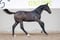 Annuncio cavallo