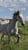 Horse ad