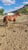 Horse ad