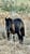 Horse ad