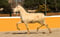 Horse ad