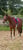 Horse ad