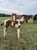 Horse ad