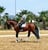 Horse ad