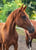 Horse ad