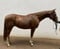 Horse ad