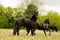 Horse ad