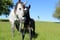 Horse ad