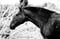 Horse ad