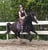 Annuncio cavallo