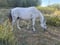 Annonce cheval