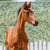 Anuncio de caballos