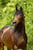 Paardadvertentie