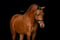 Anuncio de caballos