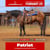 Horse ad