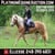 Horse ad