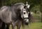 Horse ad