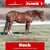Horse ad