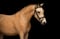 Annuncio cavallo