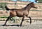 Horse ad