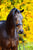 Paardadvertentie