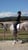 Horse ad