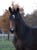 Horse ad