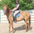 Annuncio cavallo
