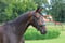 Annuncio cavallo