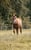 Horse ad