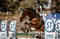 Horse ad