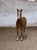 Horse ad