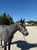 Horse ad