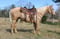 Horse ad