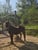 Horse ad