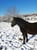 Annuncio cavallo