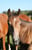 Horse ad