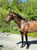 Horse ad