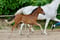 Annuncio cavallo