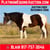 Horse ad