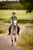 Horse ad