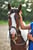 Annuncio cavallo