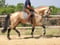 Annuncio cavallo
