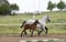 Horse ad